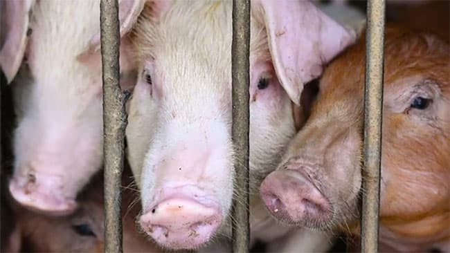 Cabinet approves task force to revive Sri Lanka’s swine industry
