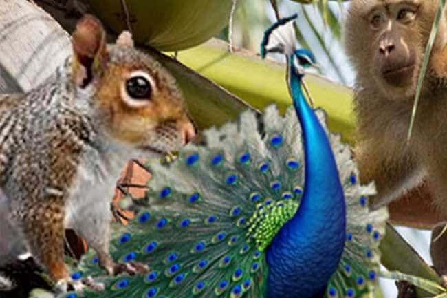 National Animal Census report released