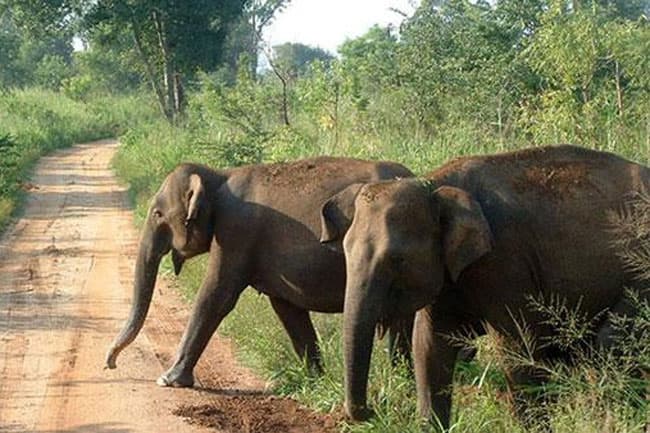 Govt to strengthen laws against shooting of wild elephants
