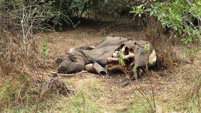 Three elephants including tusker found dead in Digampathaha