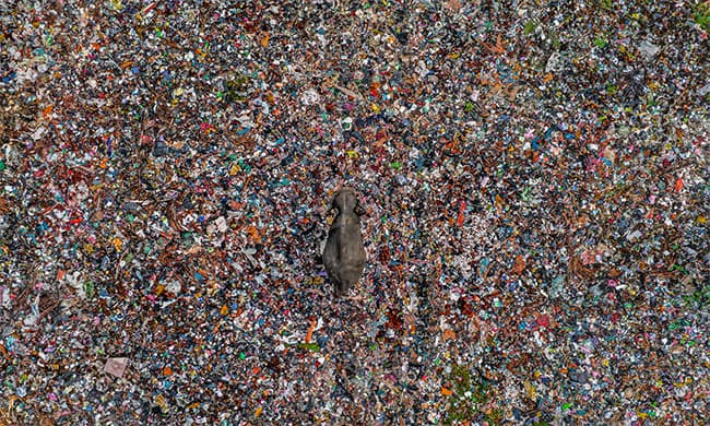 Sri Lanka’s Lakshitha Karunarathna awarded at the Prestigious Wildlife Photographer of the Year 2025
