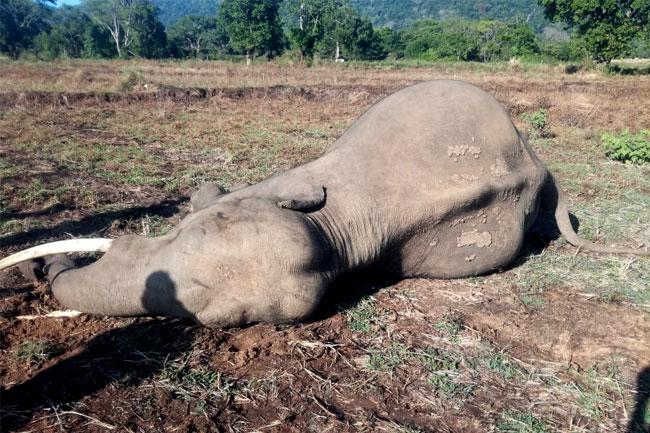 Tusker ‘Mahasilu’ found dead in Okkampitiya