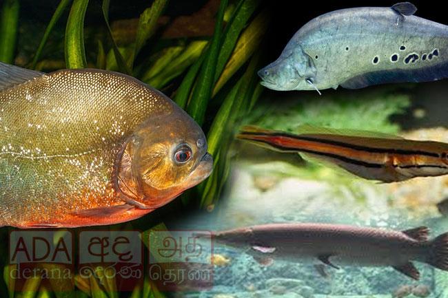 Four invasive ornamental fish species banned by Fisheries Ministry