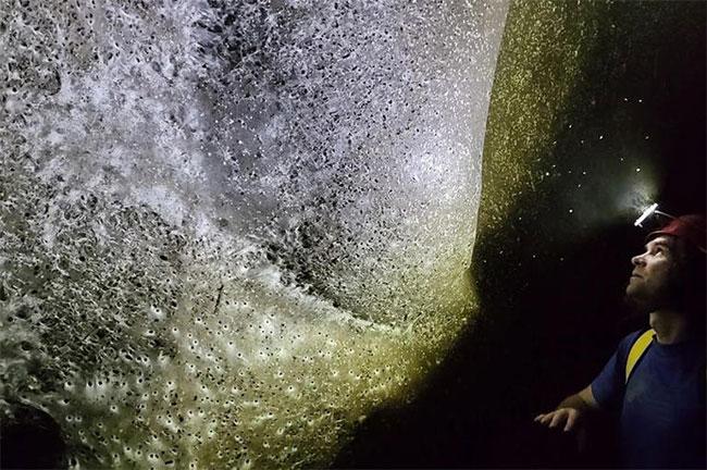 World’s biggest spiderweb home to more than 110,000 spiders discovered on the Albanian-Greek border