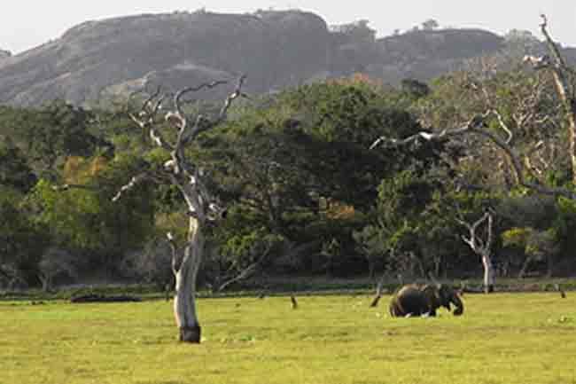 National parks and Dehiwala Zoo to reopen tomorrow