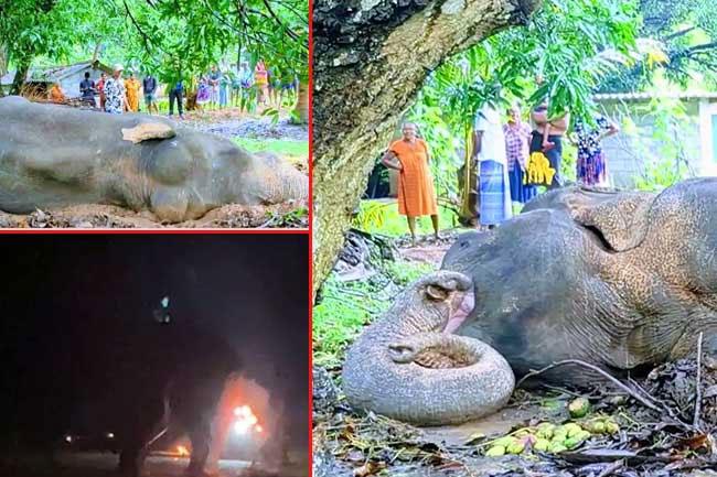 Probe launched to arrest person responsible for torturing and setting fire to wild elephant in Mihintale