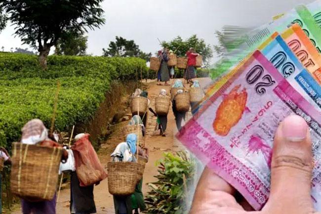 Cabinet greenlights wage hike and relief scheme for plantation sector