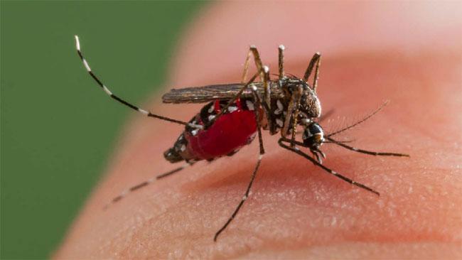 Dengue cases surge in Batticaloa following floods and monsoon rains