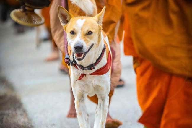 Full medical and safety arrangements for ‘Aloka’ ahead of ‘Walk for Peace’ journey in Sri Lanka: Vet Association