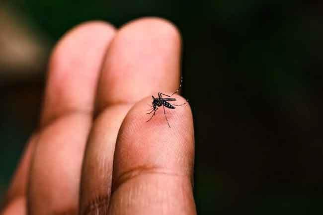 Over 25,000 dengue cases reported so far in 2026