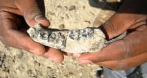 20,000-year-old fossilized human teeth discovered in Sri Lanka