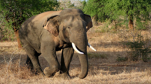 First safari park in Sri Lanka opens today