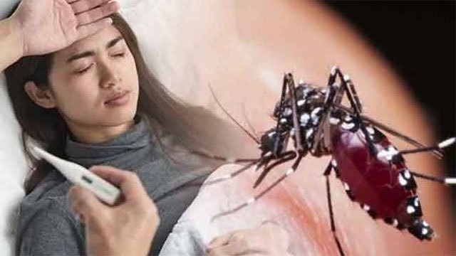 Dengue cases increase by up to 55% compared to last year
