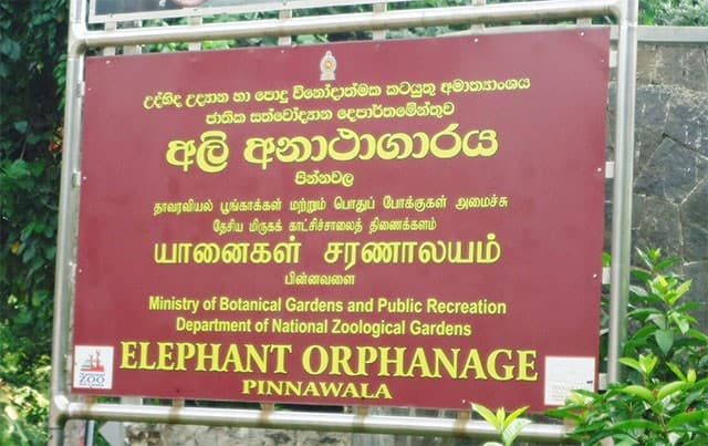 Pinnawala Elephant Orphanage to be developed into research and breeding centre