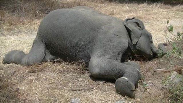 Two wild elephants electrocuted to death in Buttala