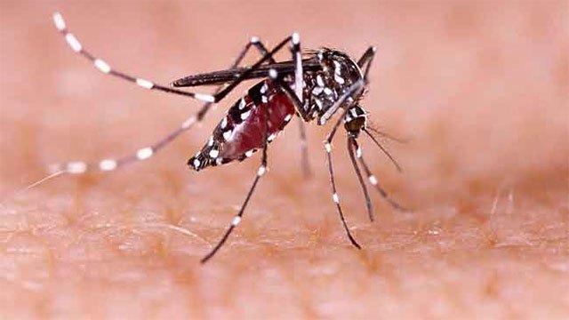 Authorities discuss emergency measures to curb rising dengue infections