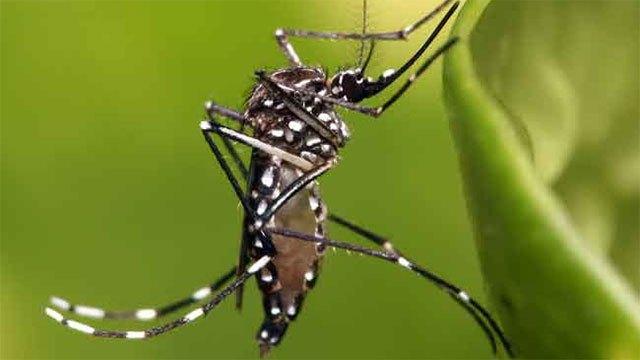 Aedes aegypti remains primary driver of dengue transmission in Sri Lanka: Officials