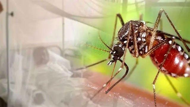 Record surge in dengue patients: Over 1,000 new cases reported yesterday