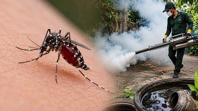 Three-day national dengue control programme announced