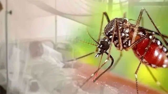 Dengue cases surpass 68,000 as death toll reaches 47