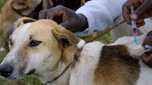 Sri Lanka aims to eliminate rabies by 2030
