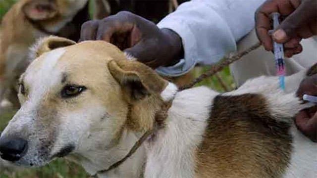 Sri Lanka aims to eliminate rabies by 2030