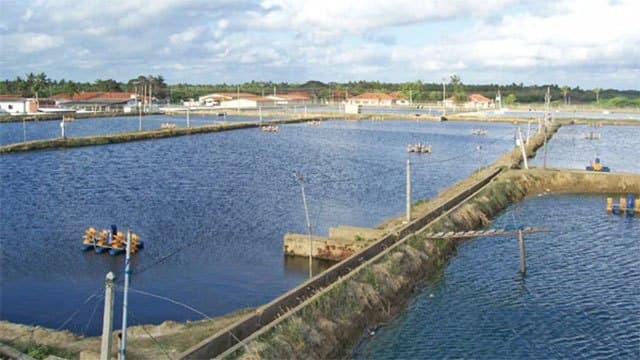 FAO and China launch US$2 million Project to strengthen aquaculture in Sri Lanka and Tanzania