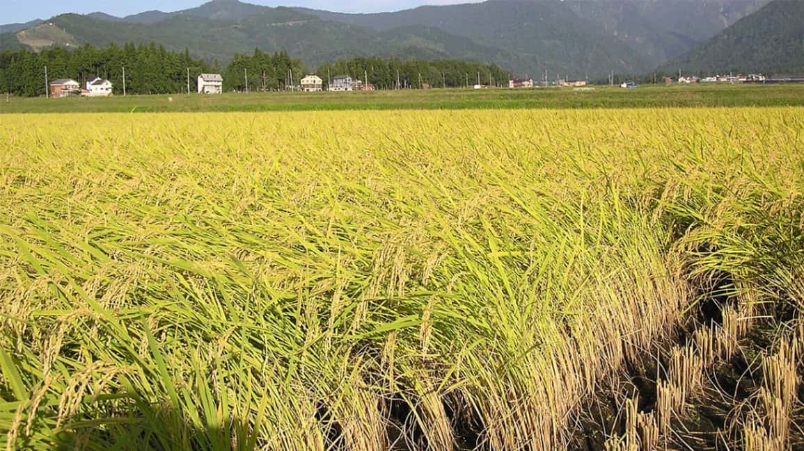 Govt purchased 1,910 metric tons of paddy so far - Cabinet Spokesman