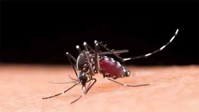 Dengue cases surge past 79,000; 57 deaths reported this year