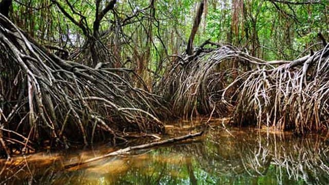 Eight mangrove ecosystems in Puttalam to be declared new protected reserves