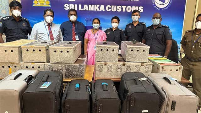 Two Sri Lankan passengers arrested with 64 exotic pigeons at BIA