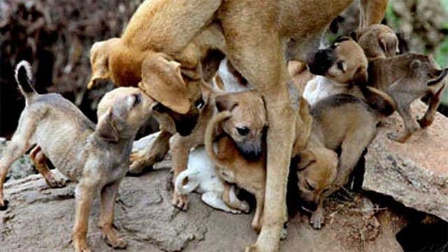 Stricter animal protection laws proposed under new welfare bill