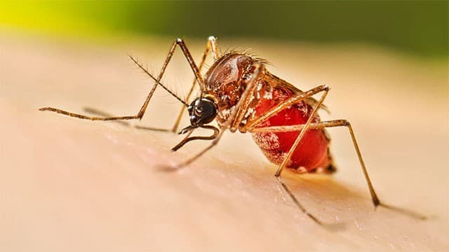 US Embassy launches public health program to support Sri Lanka’s dengue response