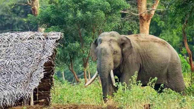 China to support Sri Lanka's bamboo bio-fence project to mitigate human-elephant conflict