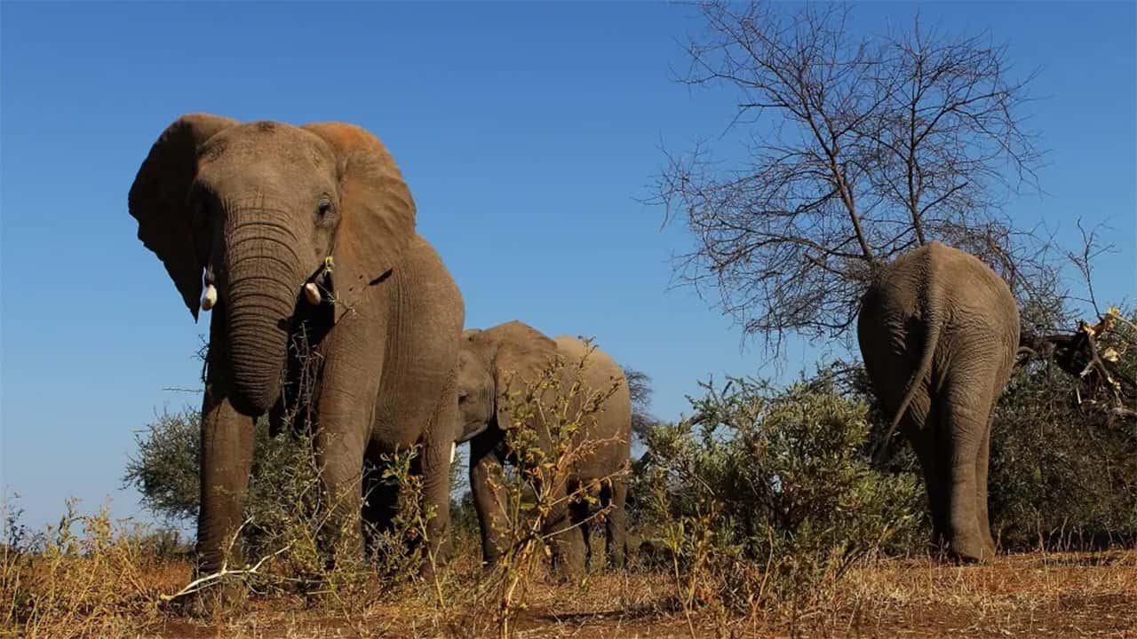 Mysterious deaths of 14 elephants in Kenya prompts urgent inquiry