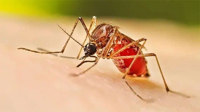Dengue cases in Sri Lanka exceed 84,000 as high-risk areas increase