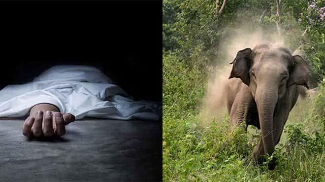 Man killed in wild elephant attack in Dambagalla