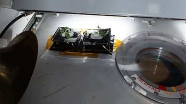 International Space Station shares details of new plants sprouting in space