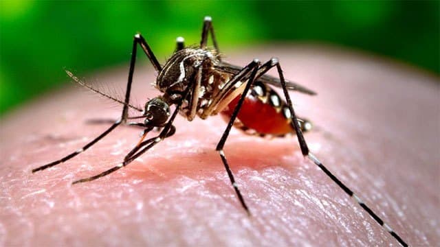 Sri Lanka reports 86,386 dengue cases so far this year with 62 deaths