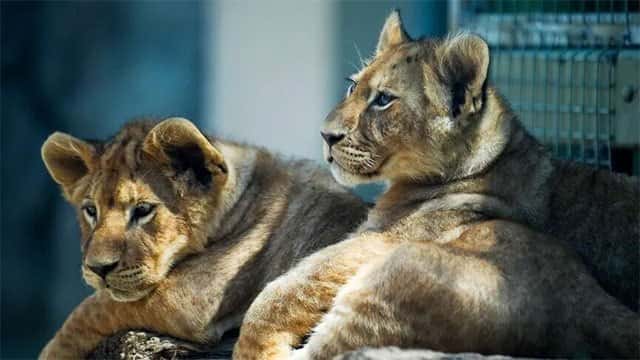 3 lions die of suspected heatstroke at Tokyo zoo amid prolonged extreme heat