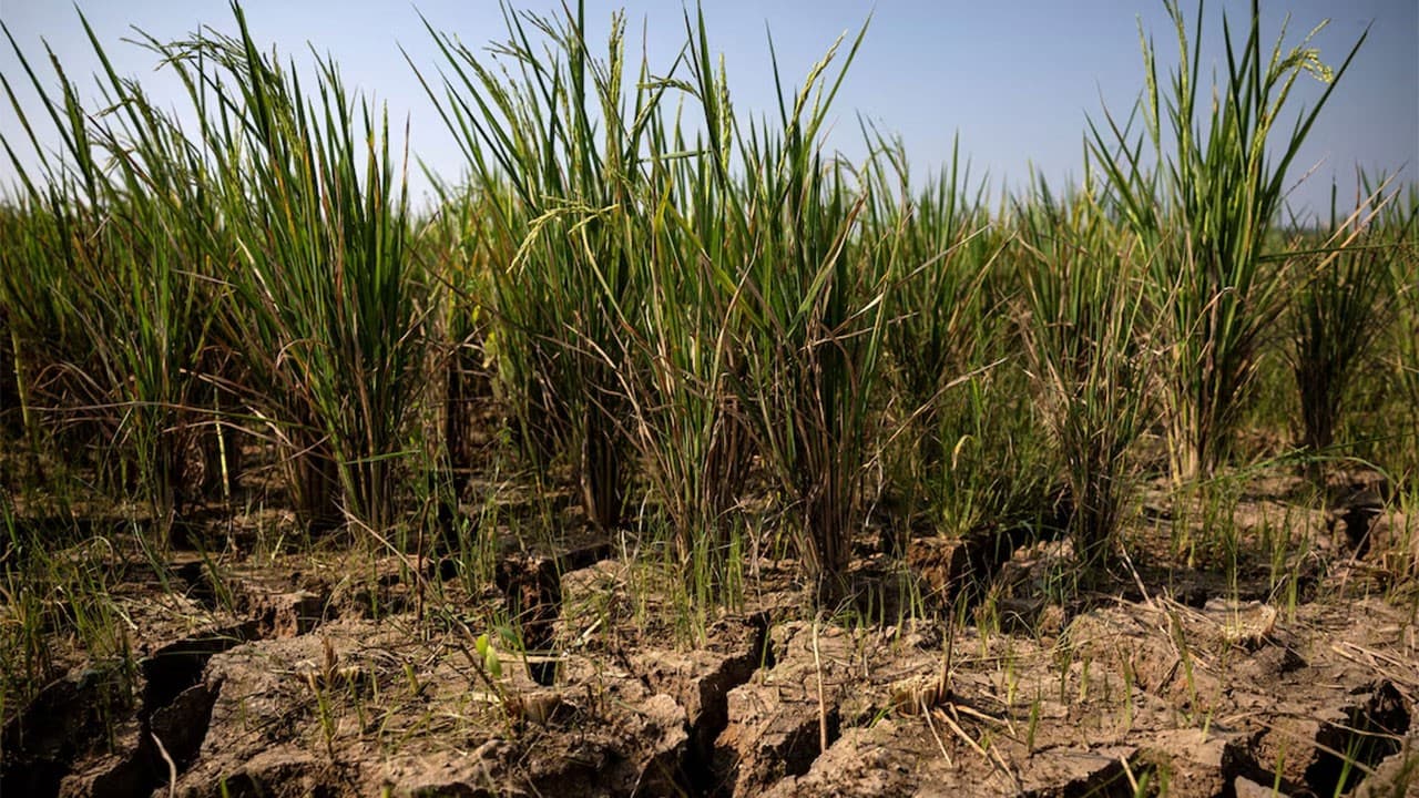 Strong El Niño could push 49 million more people into acute hunger, UN agency says