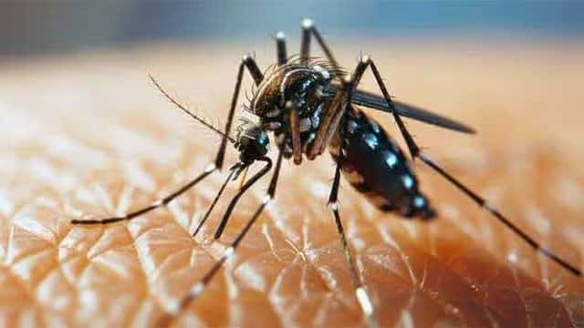 Dengue death toll reaches 63 as Sri Lanka records over 88,000 cases in 2026