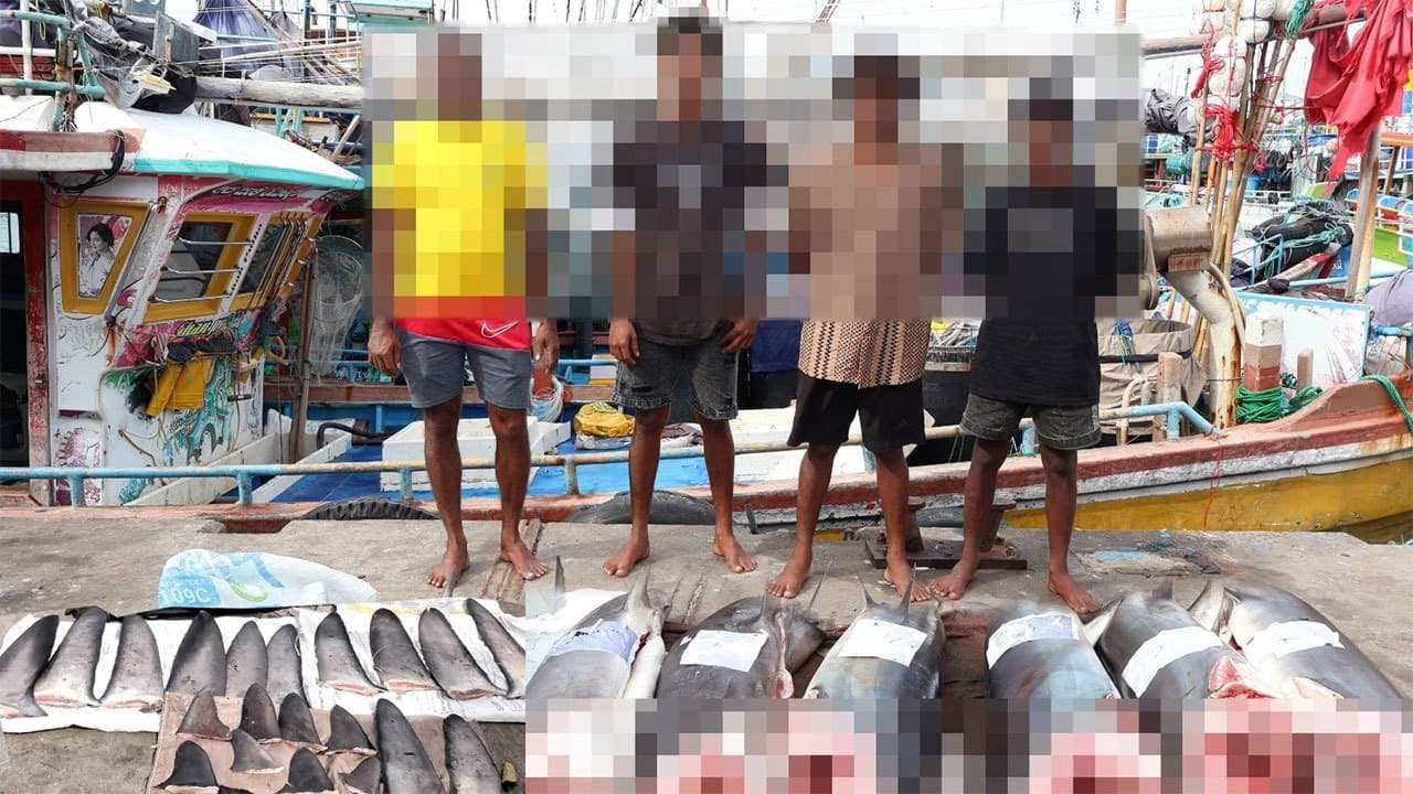 Four fishermen arrested with over 223kg of illegal shark meat