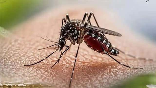 Sri Lanka’s Dengue cases near 90,000 mark, 65 deaths reported