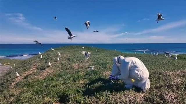 Australia to roll out bird flu vaccines for most vulnerable native birds
