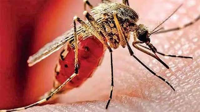 Dengue death toll rises to 68 as cases cross 91,000 in 2026