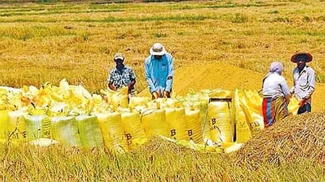 Paddy Marketing Board purchases 33,666 metric tons of paddy so far
