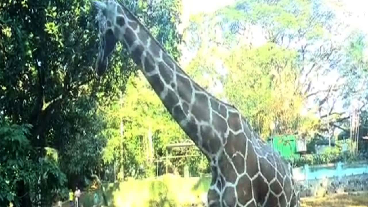 Elderly giraffe dies at Dehiwala Zoo