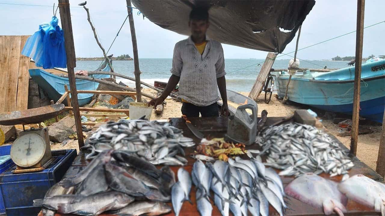 Fish harvest in Sri Lankan waters gradually declining - NARA