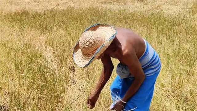 Govt allocates Rs. 3 bln for immediate compensation to farmers affected by drought